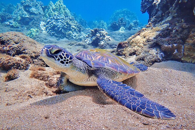 Private and Personalized Scuba Diving Adventures for All Experience Levels - What the three-hour schedule includes
