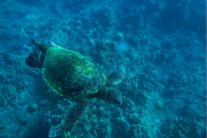 Private Beginner Paddleboard Lesson with Snorkel in Turtle Town - The people guiding the experience