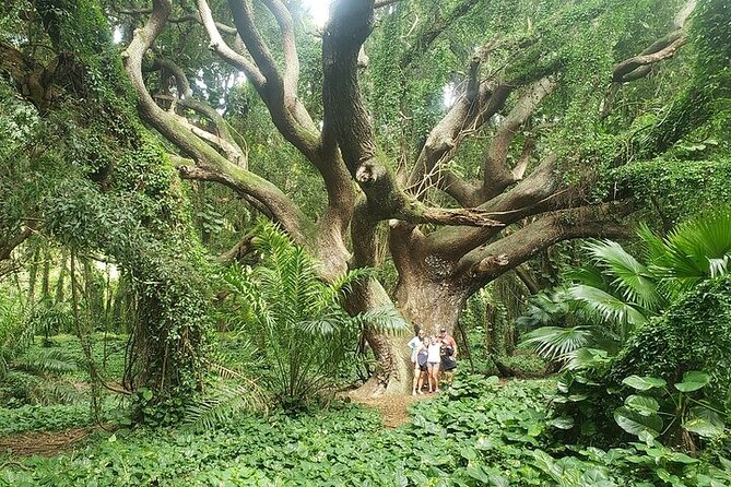 Private Full Day Maui Road to Hana Tour - A guide who adjusts the pace to you