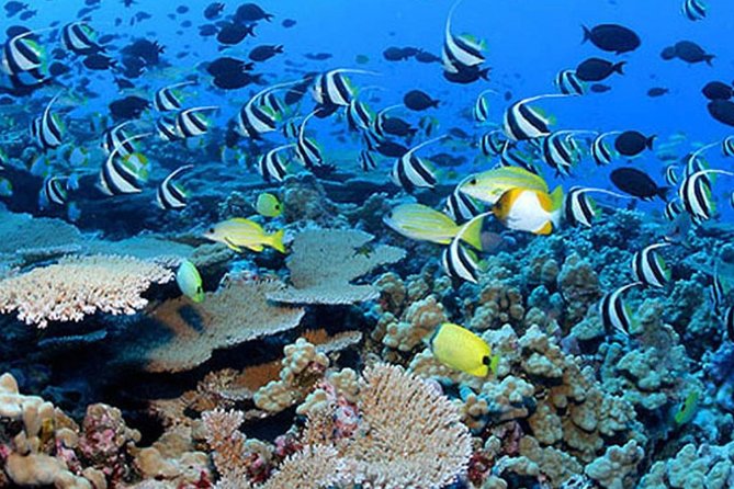 Private Guided Tours Beach Entry with Sea Scooters up to 5 guests - What the $650 private price means