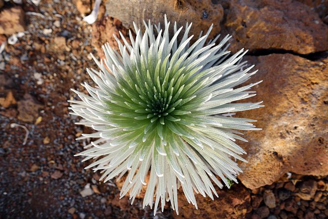 Private Haleakala Summit & Stroll from Kahului - Who should book this Haleakalā outing?