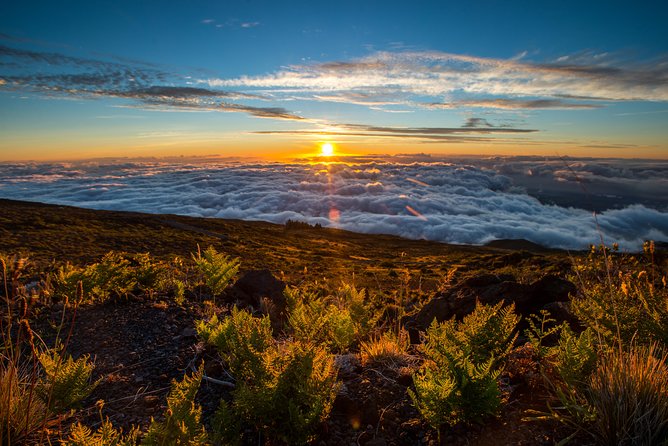 Private Haleakala Summit & Stroll from Kahului - Hosmer’s Grove brings the first surprise