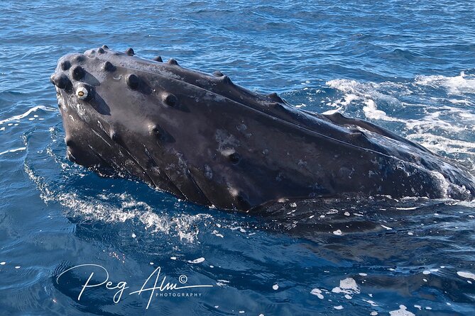 Private Paddleboard (SUP) Whale Watch: All Skill Levels Welcome - Paddling the Wailea-Makena coast