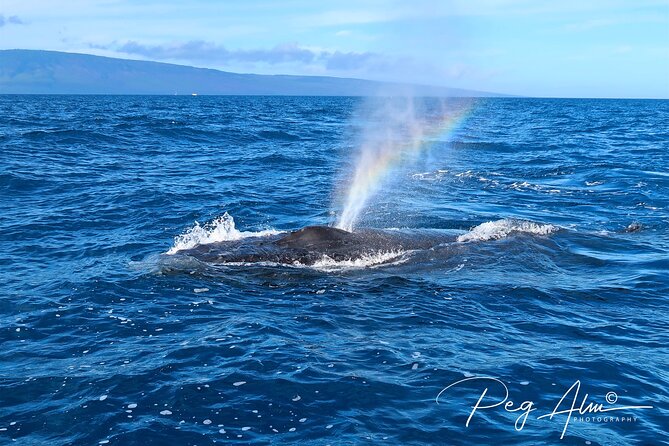 Private Paddleboard (SUP) Whale Watch: All Skill Levels Welcome - Whale watching from a paddleboard