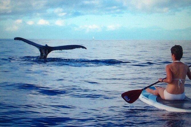 Private Paddleboard (SUP) Whale Watch: All Skill Levels Welcome - Learning the basics before the whale search