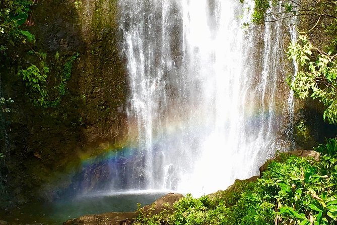 PRIVATE Road to Hana Tour - Bamboo forest and rainbow eucalyptus