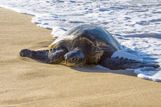 Private Shore Excursion: Best Highlights of Maui - What private touring changes on a port day