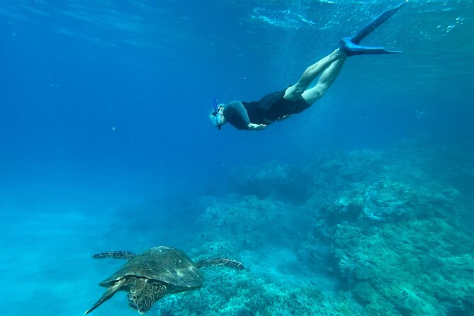 Private Snorkel Photos Included - What you may see below the surface