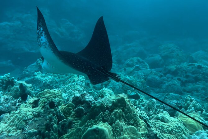 Private Snorkel Photos Included - Photos that make the price easier to understand