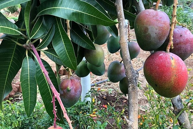 Regenerative Mango and Tropical Fruit Tour in West Maui - Who will enjoy this farm visit most