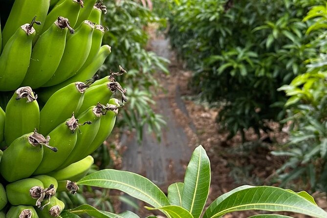 Regenerative Mango and Tropical Fruit Tour in West Maui - Is the Maui mango farm tour worth booking?