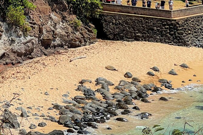 Road To Hana Black Sand Beach Waterfalls & Turtles Tour - The van ride is both the solution and the challenge