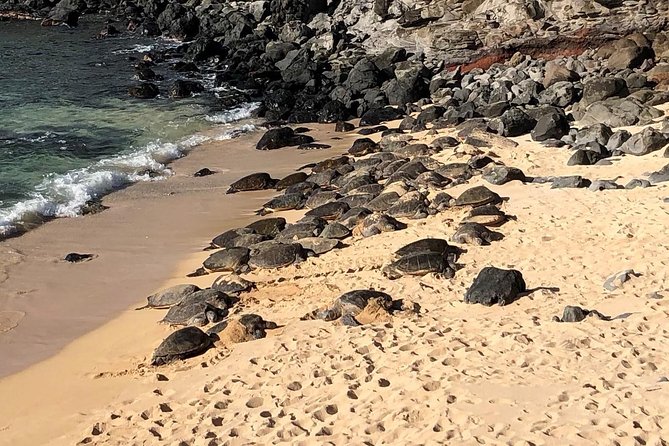 Road to Hana: Full-Day Scenic Drive with Blacksand & Waterfalls - Key details worth knowing