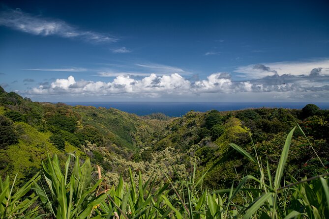 Road to Hana Halfway and Haleakala National Park - Rainbow eucalyptus and bamboo from the van window