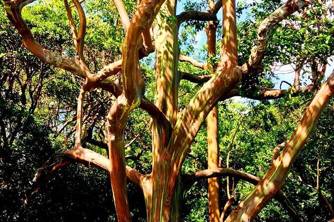 Road to Hana Private Jungle Tour with Lahaina Side pick up - Kaeleku Caverns and the value of paying extra
