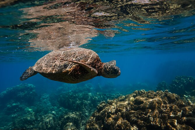 Scenic Coastal Adventure In 4x4 With Turtle Town Snorkel + Photos - The Vehicle: Fun, High, and Not for Everyone