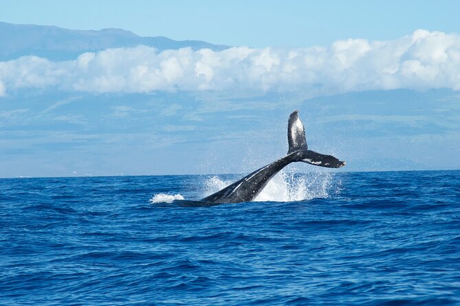 Scenic Coastal Adventure In 4x4 With Turtle Town Snorkel + Photos - Who Will Get the Most From This Tour