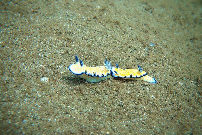 Scuba Diving in Maui with No Experience Needed - The meeting point at 130 Kupuohi Street