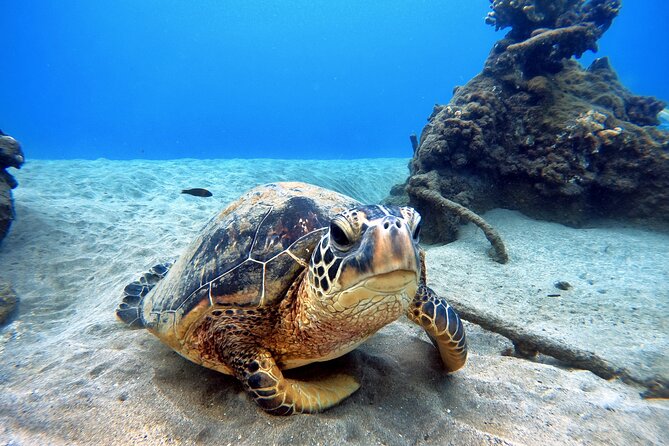 Scuba Diving in Maui with No Experience Needed - Walking into the reef from shore