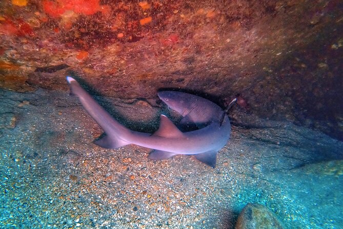 Scuba Diving in Maui with No Experience Needed - What the small group changes