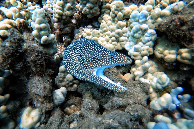 Scuba Diving in Maui with No Experience Needed - The value of $199 for two hours