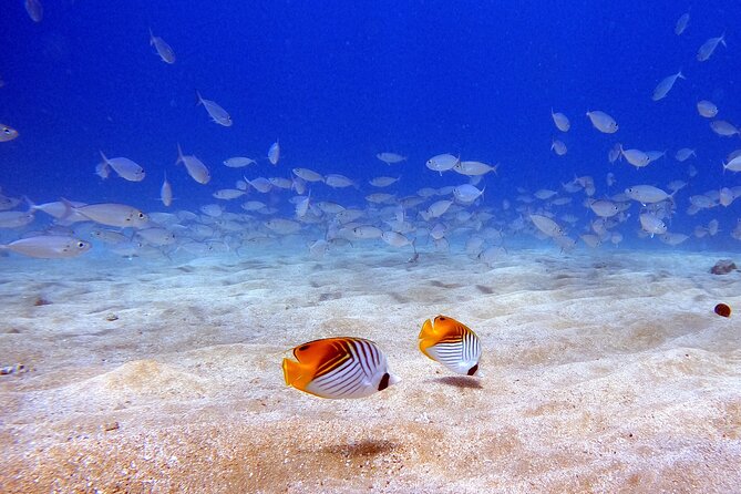 Scuba Diving in Maui with No Experience Needed - Health, altitude, and other rules that matter