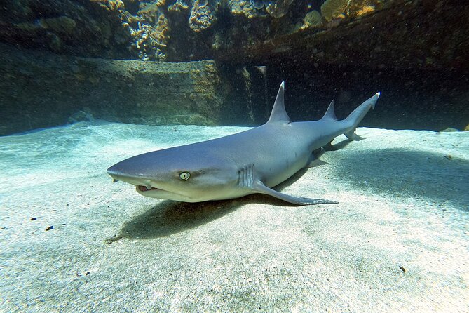 Scuba Diving in Maui with No Experience Needed - Learning the basics before entering the ocean