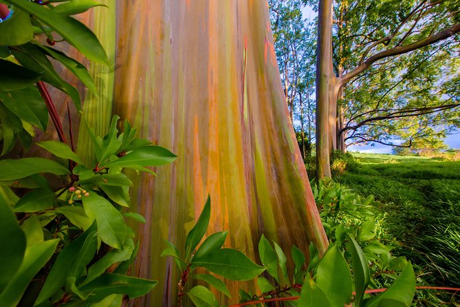 Shaka Guide Maui "Classic" Road to Hana Audio Driving Tour - Waterfalls, pools, and roadside decisions
