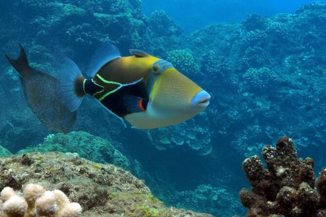 Small Group Coral Gardens Snorkel & Waterslide Adventure - Coral Gardens, the usual snorkeling stop