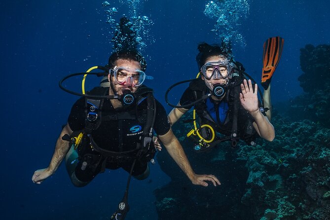 Small-Group Shark and Turtle Dive for Certified Divers - What the small group changes underwater