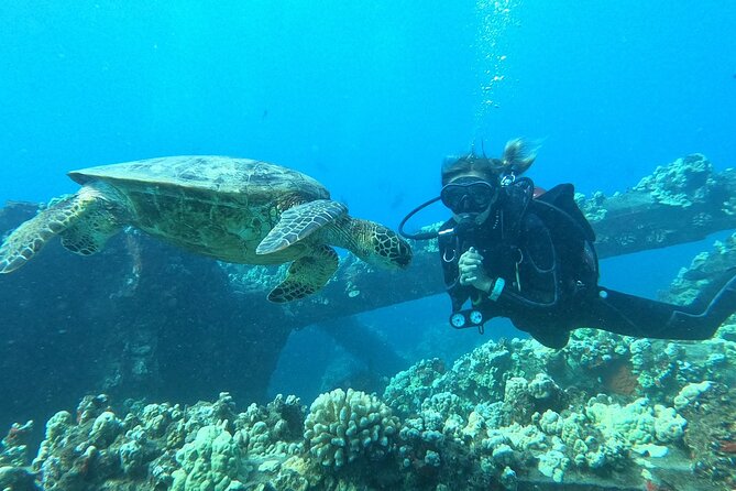 Small-Group Shark and Turtle Dive for Certified Divers - Underwater wildlife, from turtles to frogfish