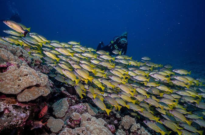 Small-Group Shark and Turtle Dive for Certified Divers - How long you stay underwater