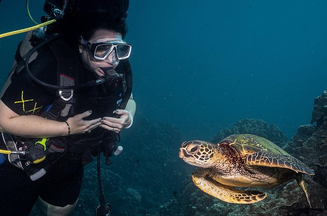 Small-Group Shark and Turtle Dive for Certified Divers - Is $135.80 a fair price?