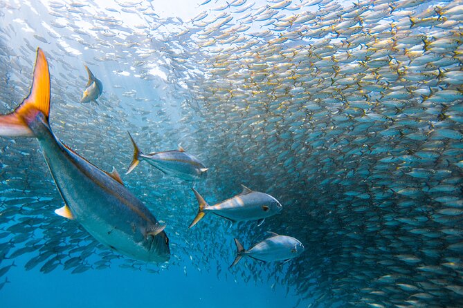 Snorkel Sail Adventure off Ka'anapali Beach, Maui - One snorkeling stop, with conditions guiding the choice