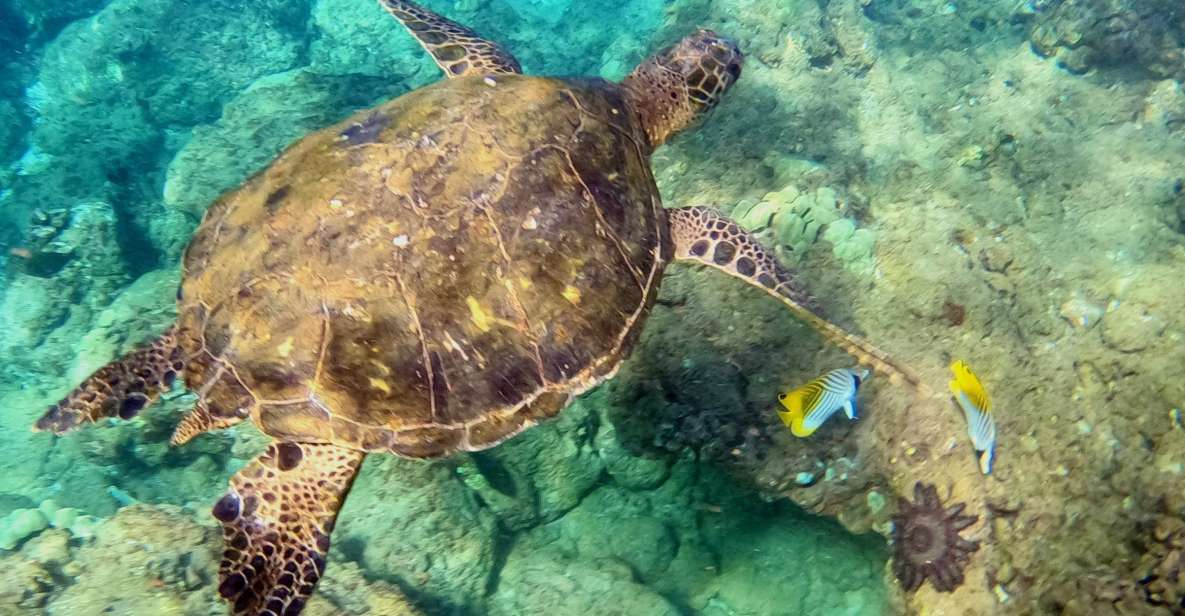 Snorkeling for Non-Swimmers Guided Tour - Wailea Beach - Why Wailea Beach works for first-time snorkelers