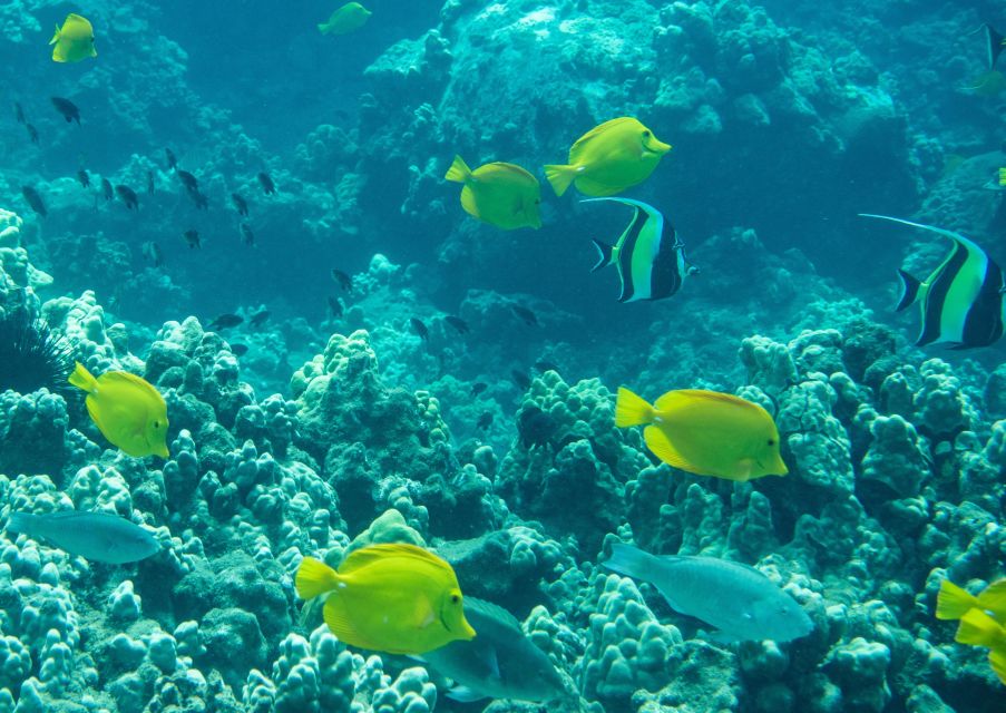 Snorkeling for Non-Swimmers Guided Tour - Wailea Beach - Following the reef toward turtles and fish