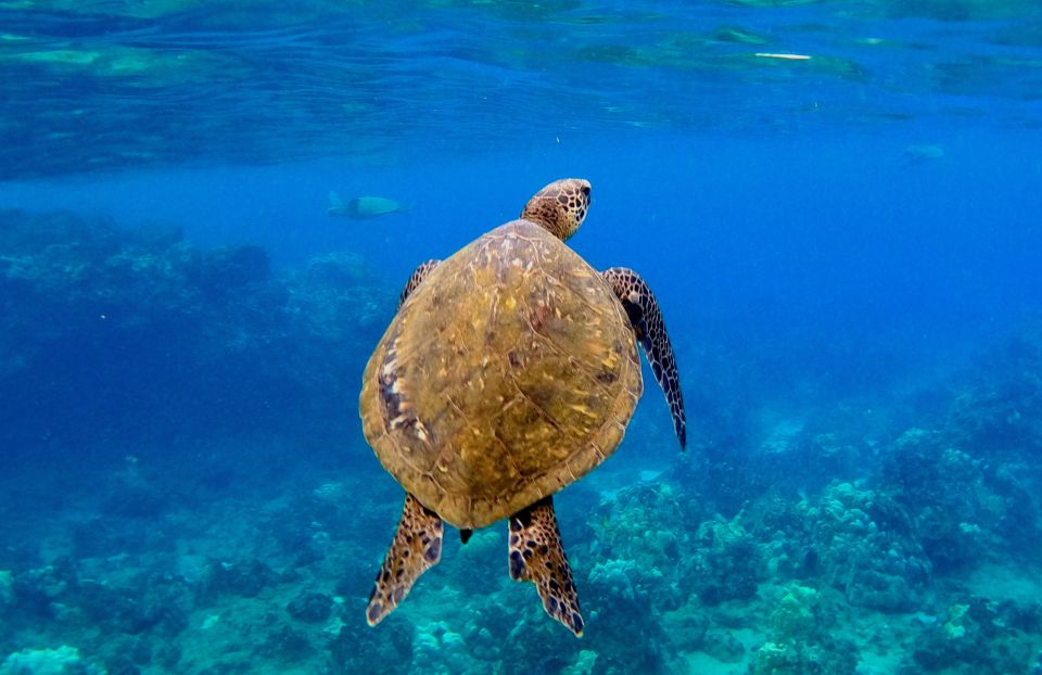 Snorkeling for Non-Swimmers Guided Tour - Wailea Beach - The value of the $149 price