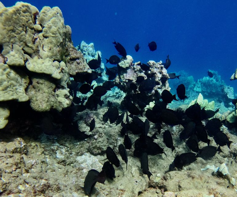 Snorkeling for Non-Swimmers Guided Tour - Wailea Beach - What to bring and what the beach provides
