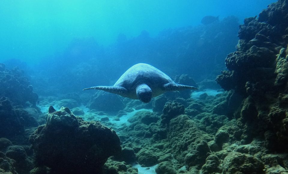 Snorkeling for Non-Swimmers Guided Tour - Wailea Beach - Who should book this Wailea snorkeling tour?