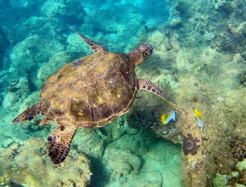 Snorkeling for Non-Swimmers Guided Tour - Wailea Beach - The 10 to 20 foot practice session