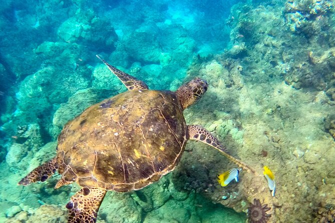 Snorkeling for Non-Swimmers with Photos Guided Tour Wailea Beach - Arriving at 3894 Wailea Alanui Drive