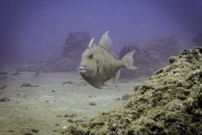 South Maui Discover Scuba Dive - Why this is a good first step into scuba