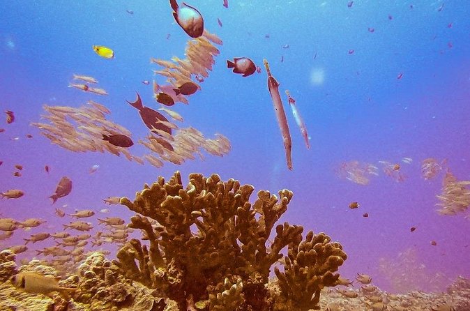 South Maui Discover Scuba Dive - From the sandy beach to Maui’s reef