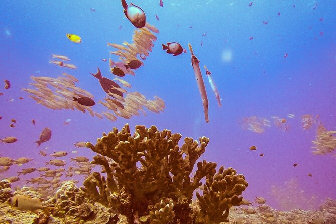 South Maui Discover Scuba Dive - Who should book this experience