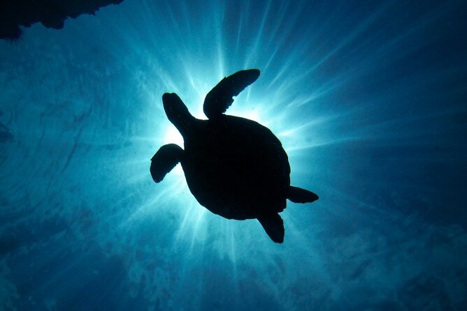 South Maui Discover Scuba Dive - Meeting Mike at 7 a.m. in South Maui