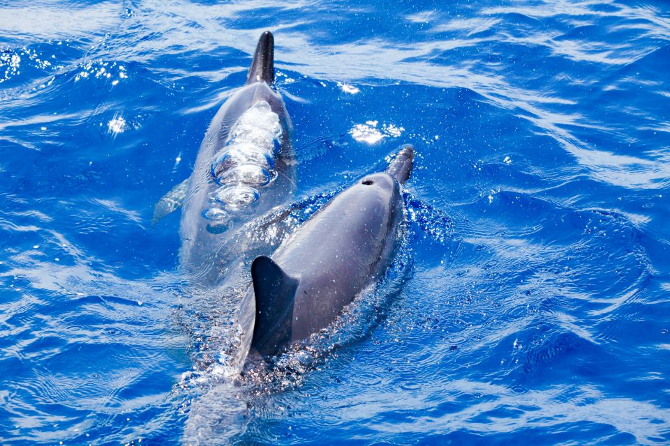 South Maui: Molokini Wild Eco Adventure from Maalaea Harbor - Why the 34-passenger boat changes the day