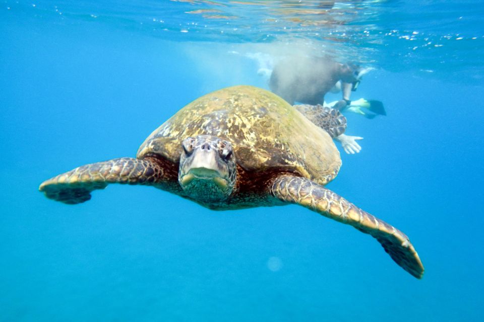 South Maui: Molokini Wild Eco Adventure from Maalaea Harbor - Should you book the Molokini Wild Eco Adventure?