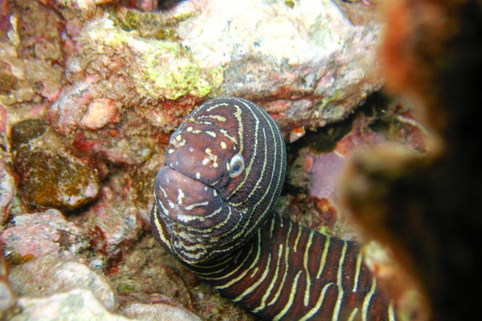 South Maui: Molokini Wild Eco Adventure from Maalaea Harbor - What the Marine Naturalists add
