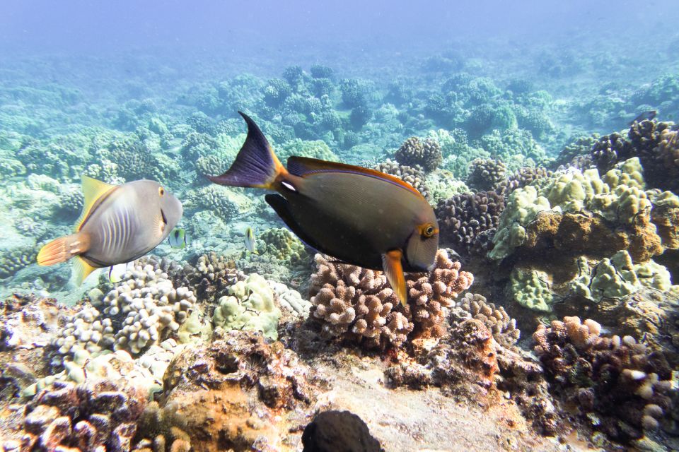 South Maui: Molokini Wild Eco Adventure from Maalaea Harbor - What $198 includes, and where the value sits