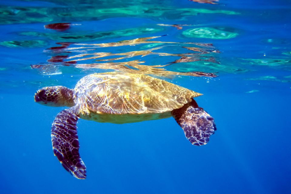 South Maui: Molokini Wild Eco Adventure from Maalaea Harbor - Who should book this experience